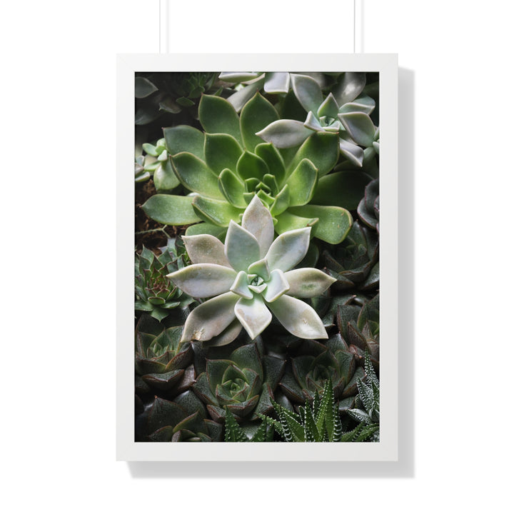 Succulent Array - Framed Print