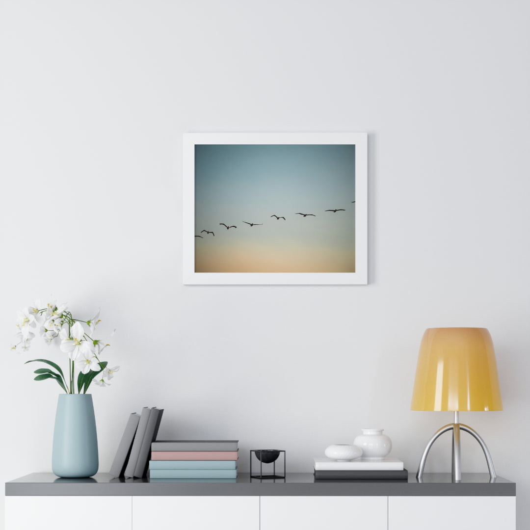 Brown Pelicans in Flight - Framed Print