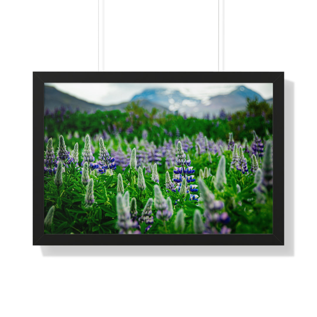 Glowing Lupin with Mountains - Framed Print