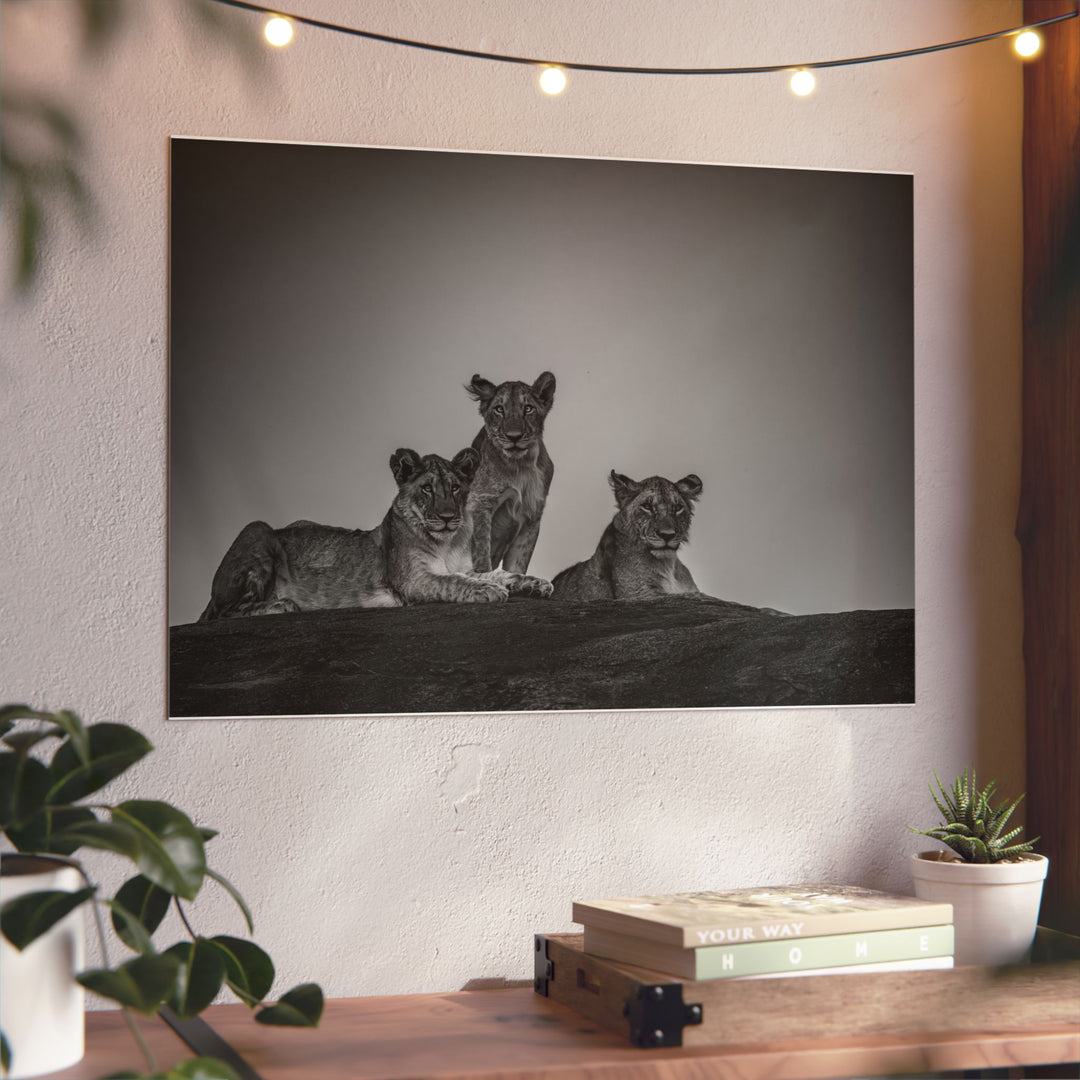 When the Light Fades Black and White | Aluminum Wall Art | Elemental Escape Collection