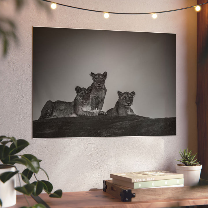 When the Light Fades Black and White | Aluminum Wall Art | Elemental Escape Collection