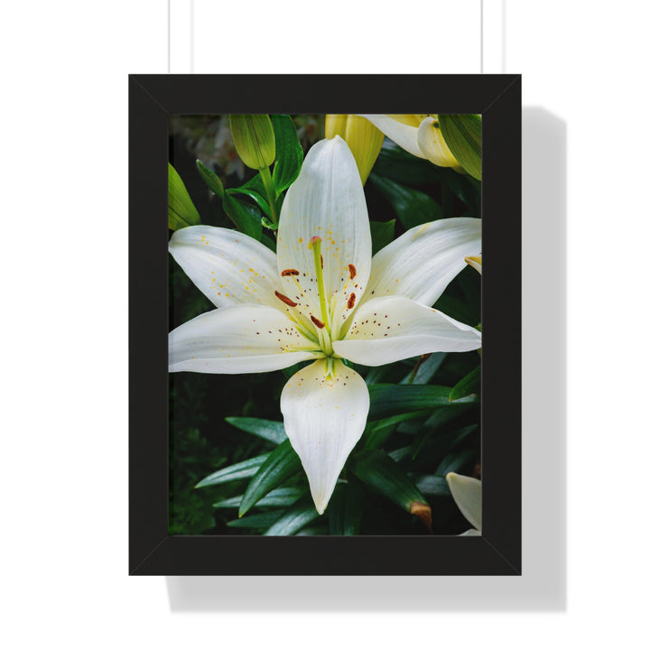 White Lily - Framed Print