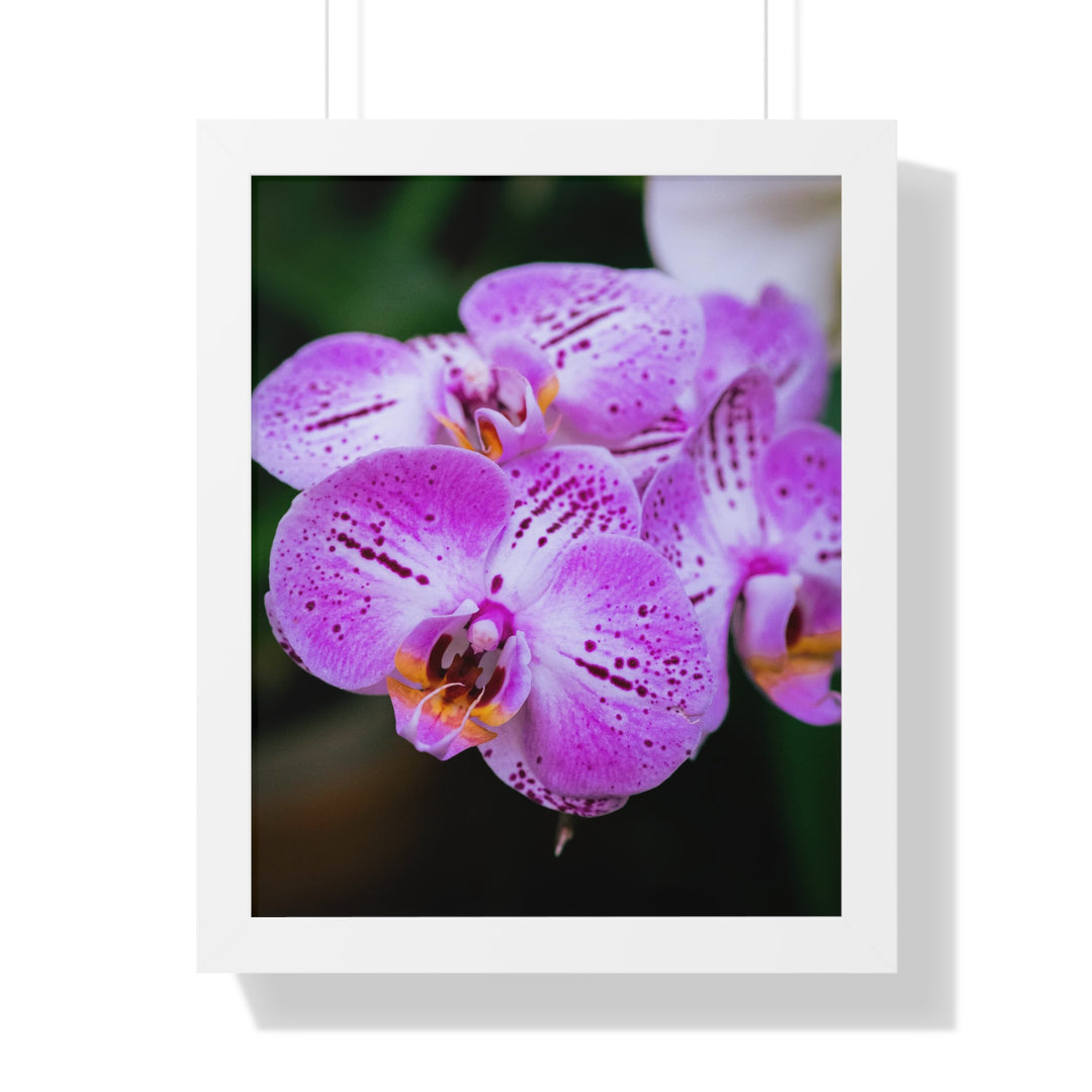 Orchid in Pink - Framed Print