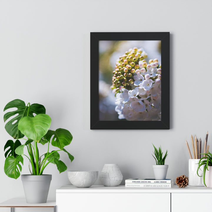 Mid-Bloom - Framed Print