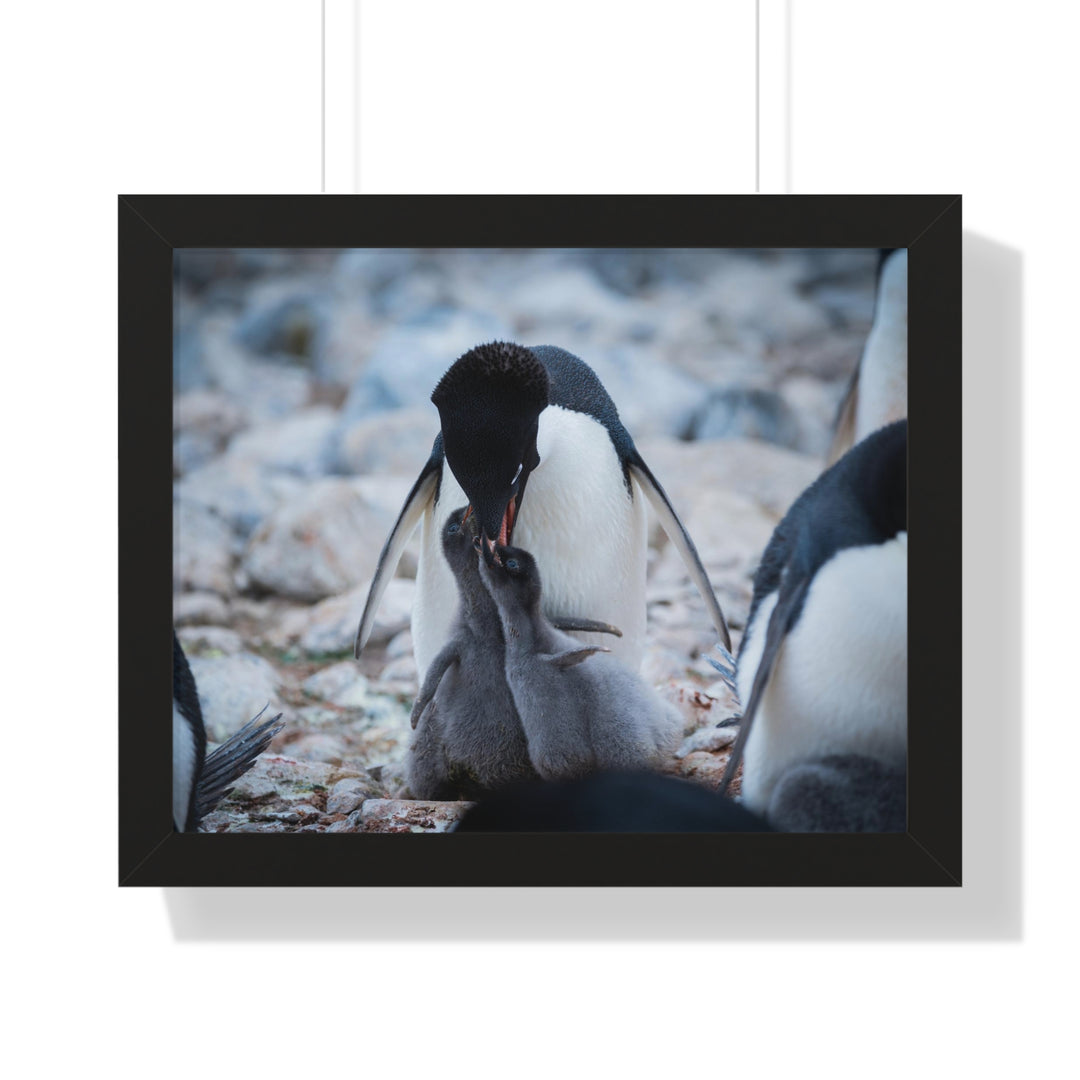 Feeding Time - Framed Print
