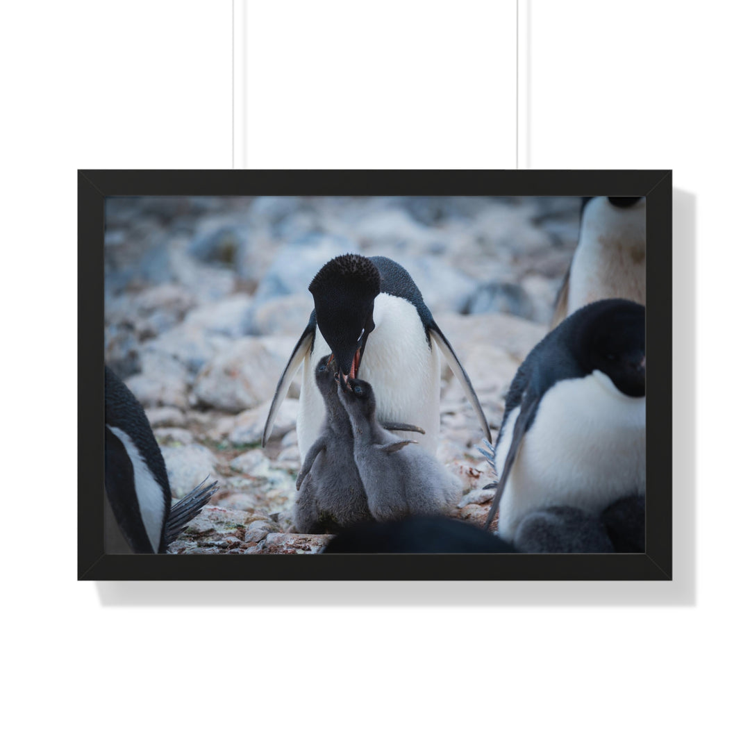Feeding Time - Framed Print