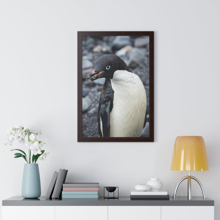 A Penguin's Pebble - Framed Print