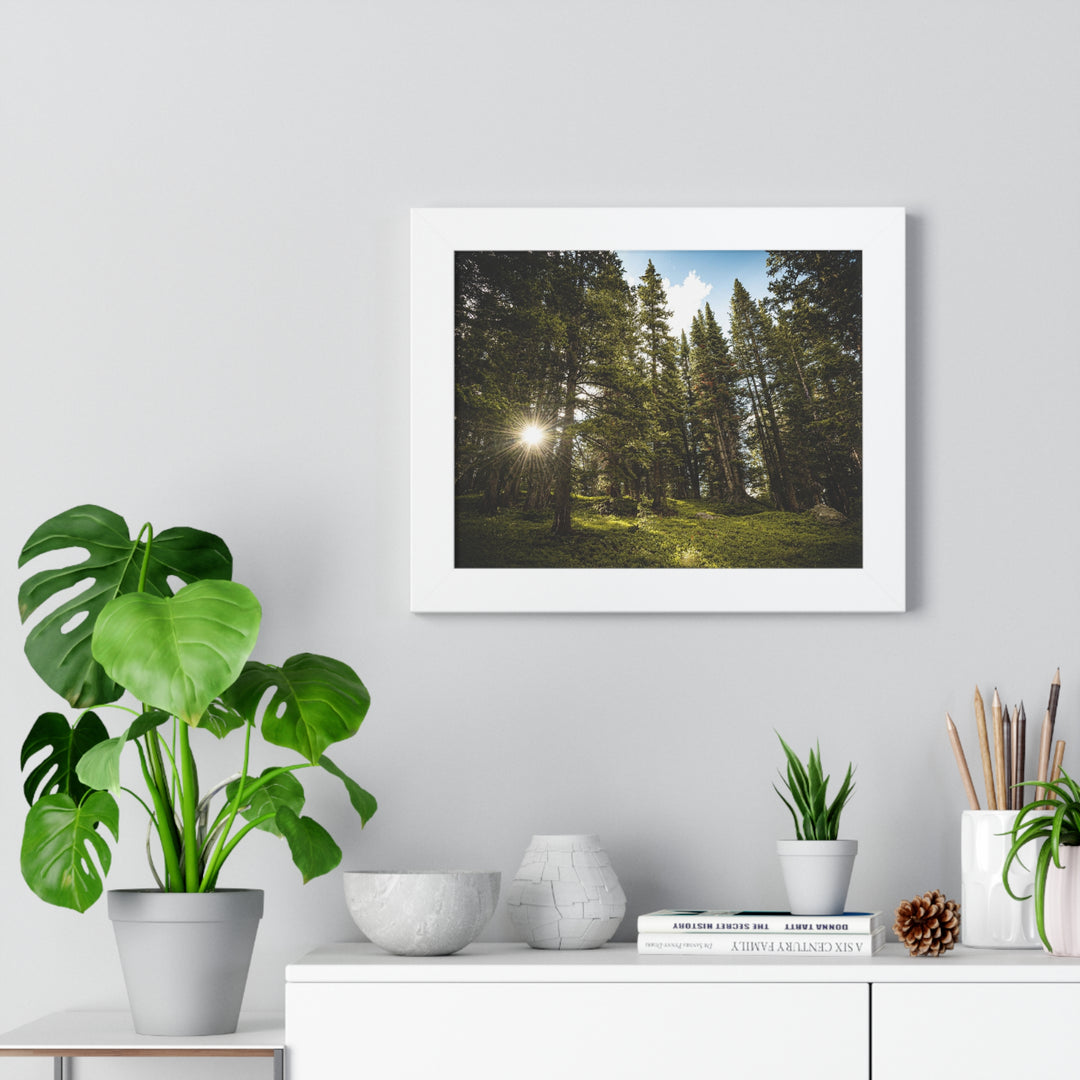 Forest Light - Framed Print