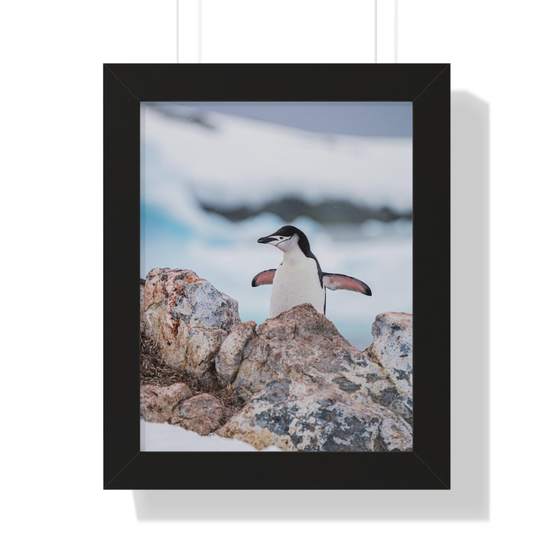 Stretched Penguin - Framed Print