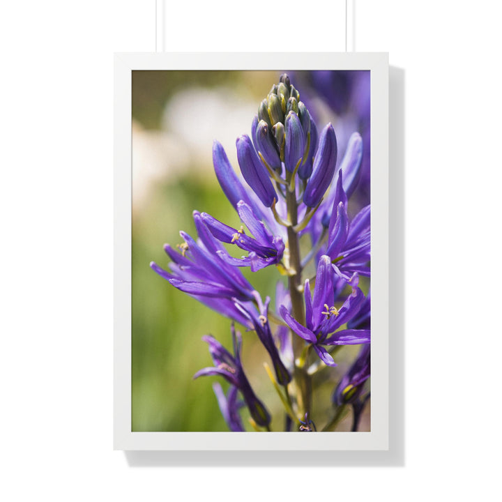 Camas in Bloom - Framed Print