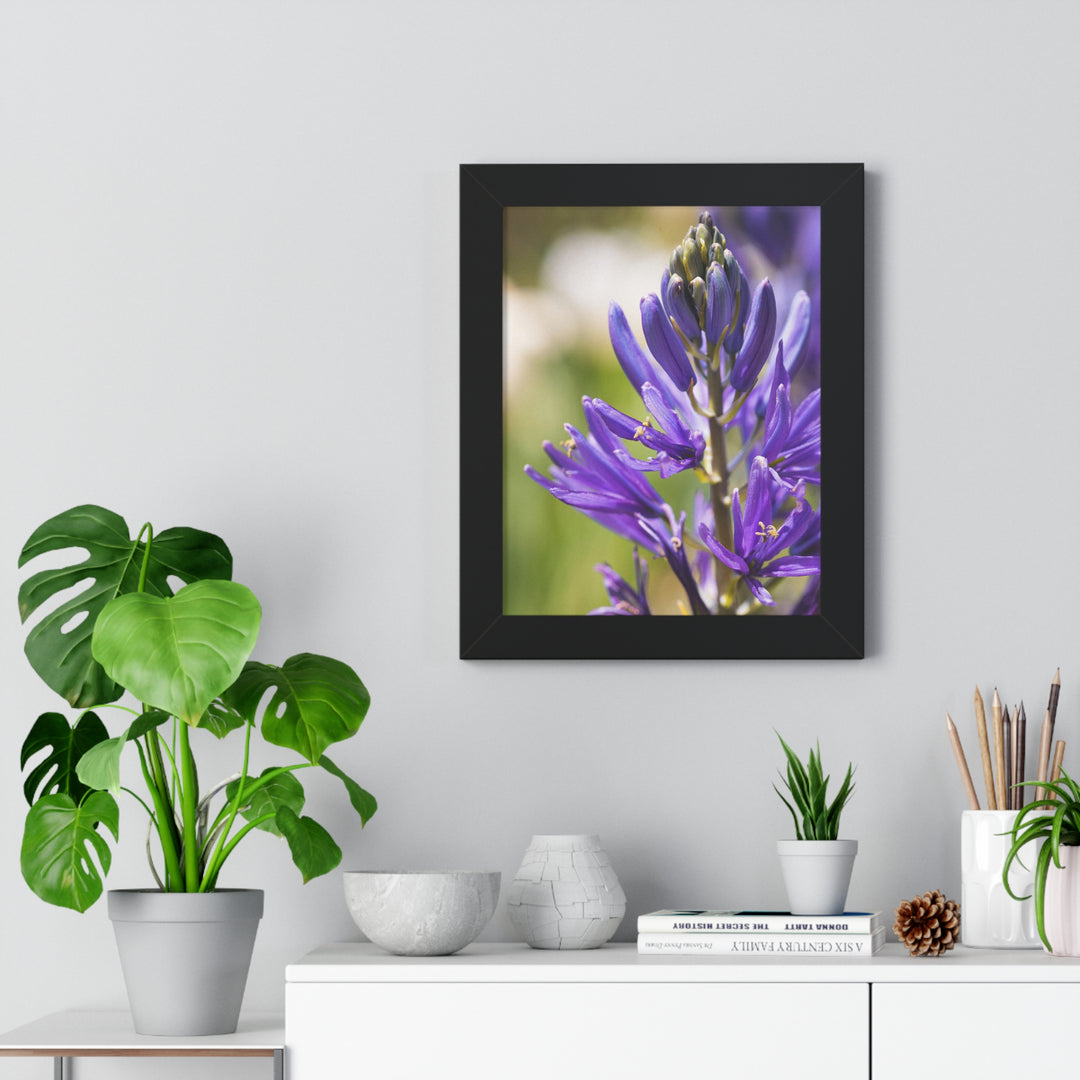 Camas in Bloom - Framed Print