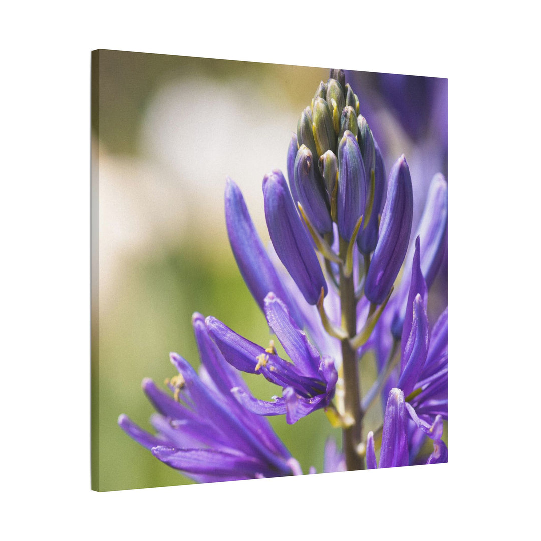 Camas in Bloom - Stretched Canvas Print, Floral Wall Art, Purple Flower Canvas, Home Decor, Nature Art for Living Room, Gift for Her, Botanical Print
