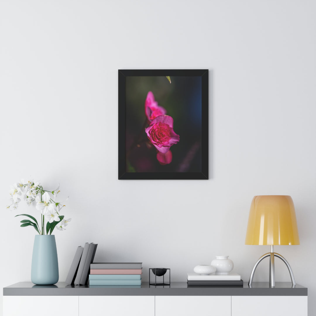 Hybrid Tea Rose - Framed Print