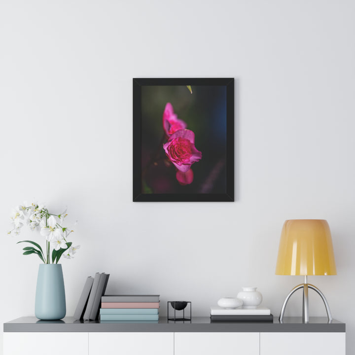Hybrid Tea Rose - Framed Print