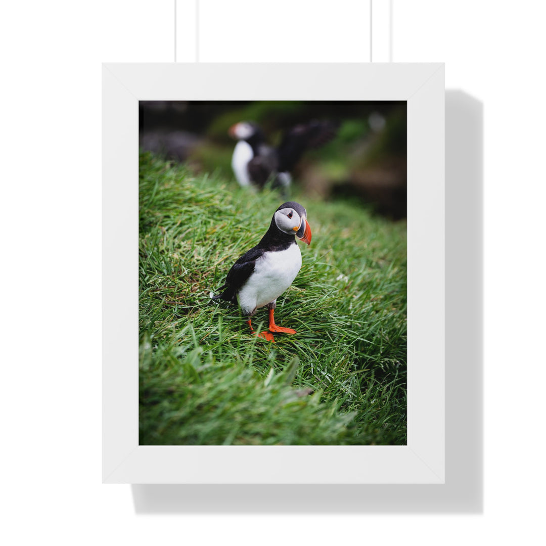 Curious Look - Framed Print