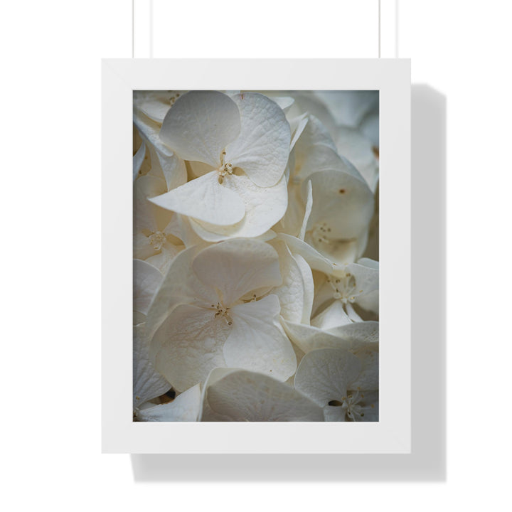 White Hydrangea Detail - Framed Print