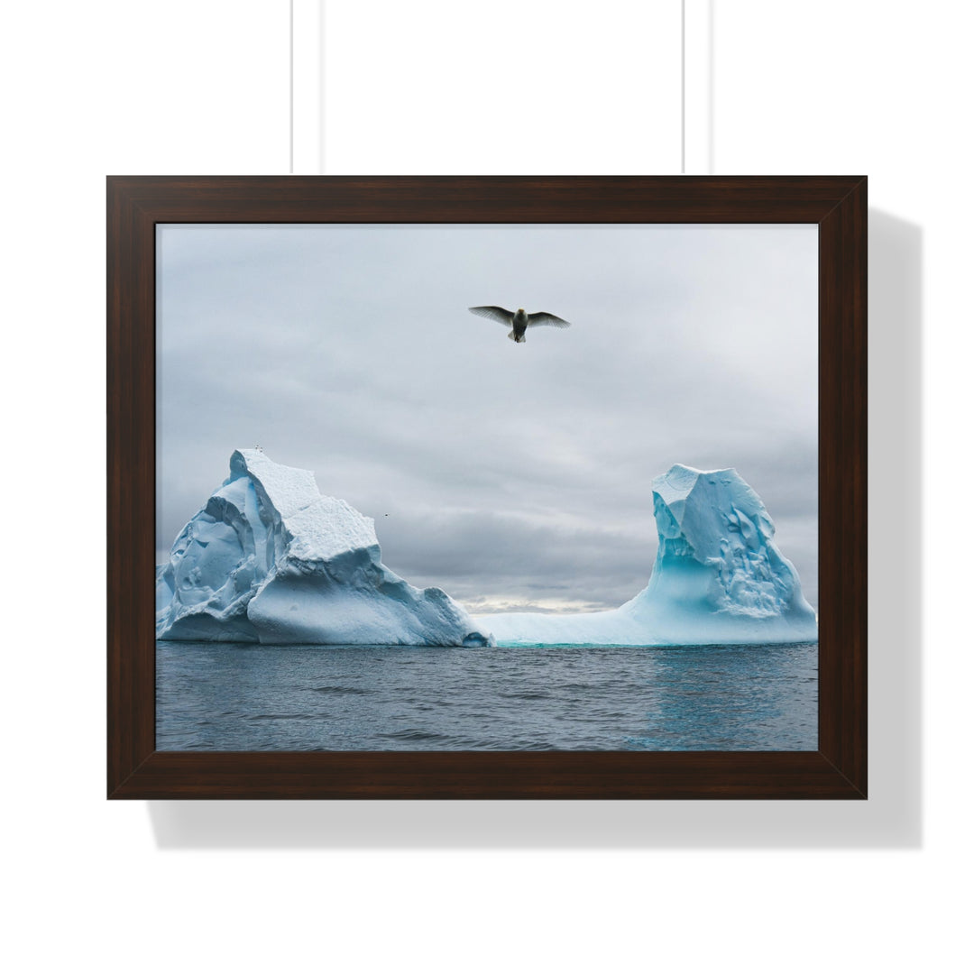 Antarctic Flight - Framed Print