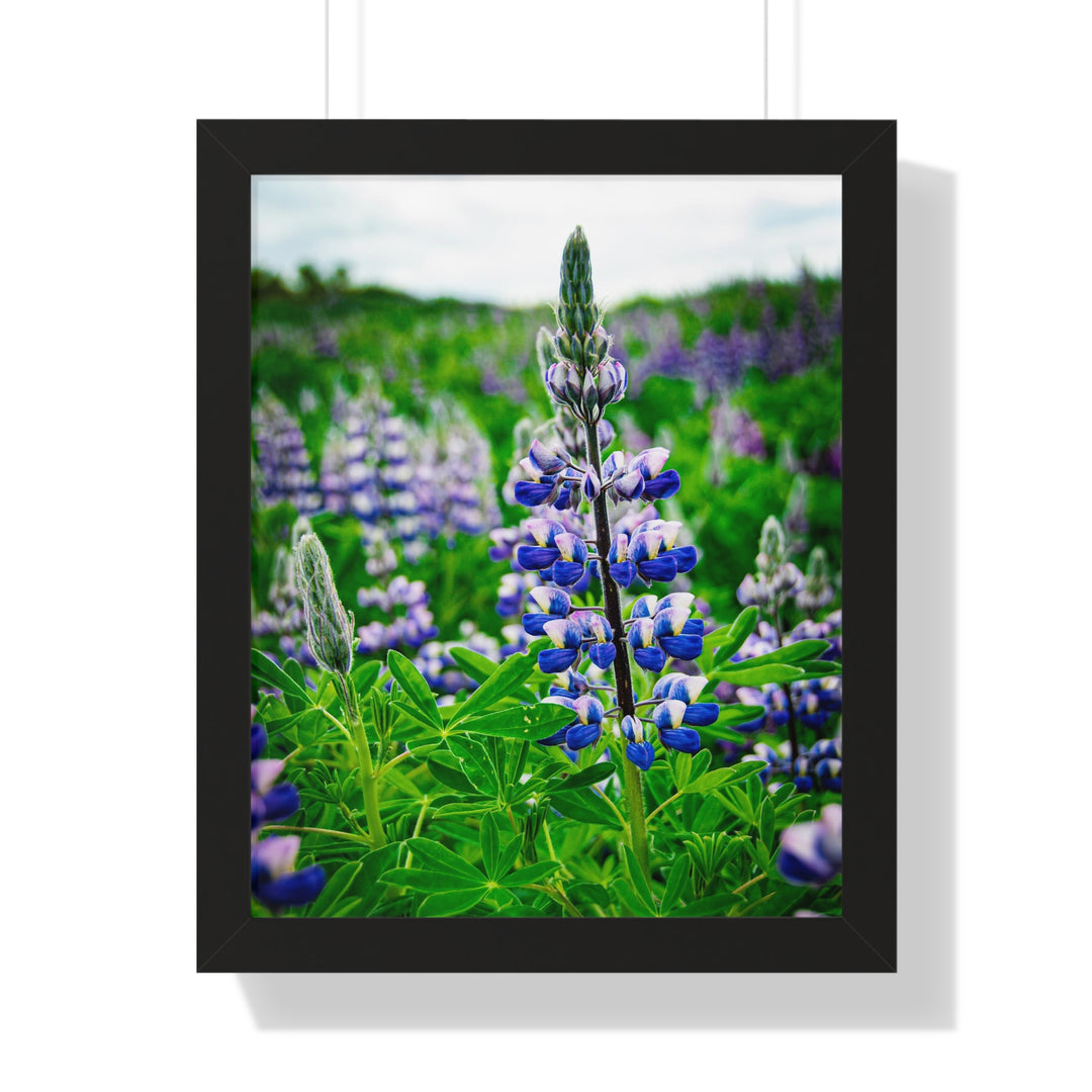 Glowing Lupin - Framed Print