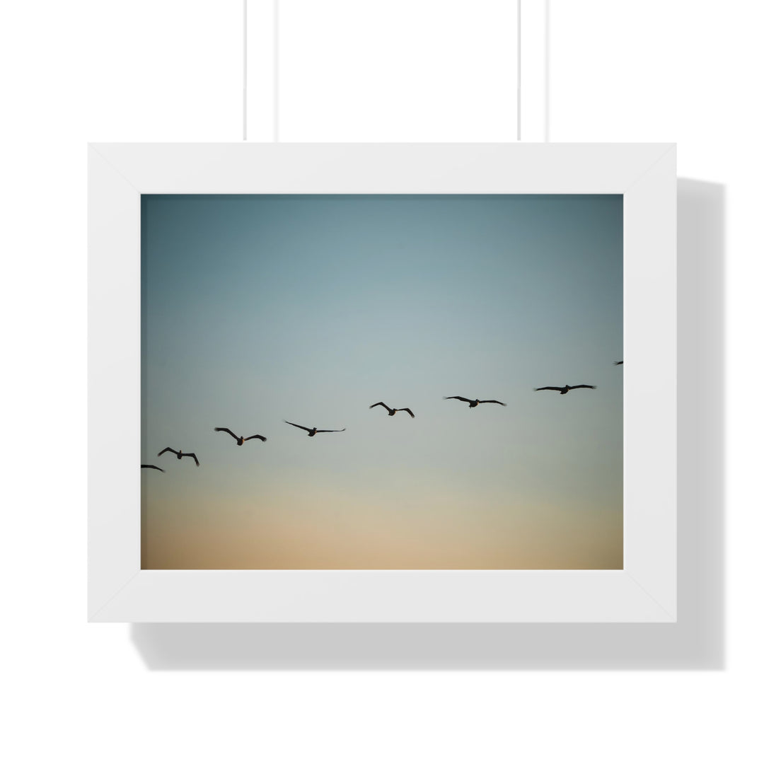 Brown Pelicans in Flight - Framed Print
