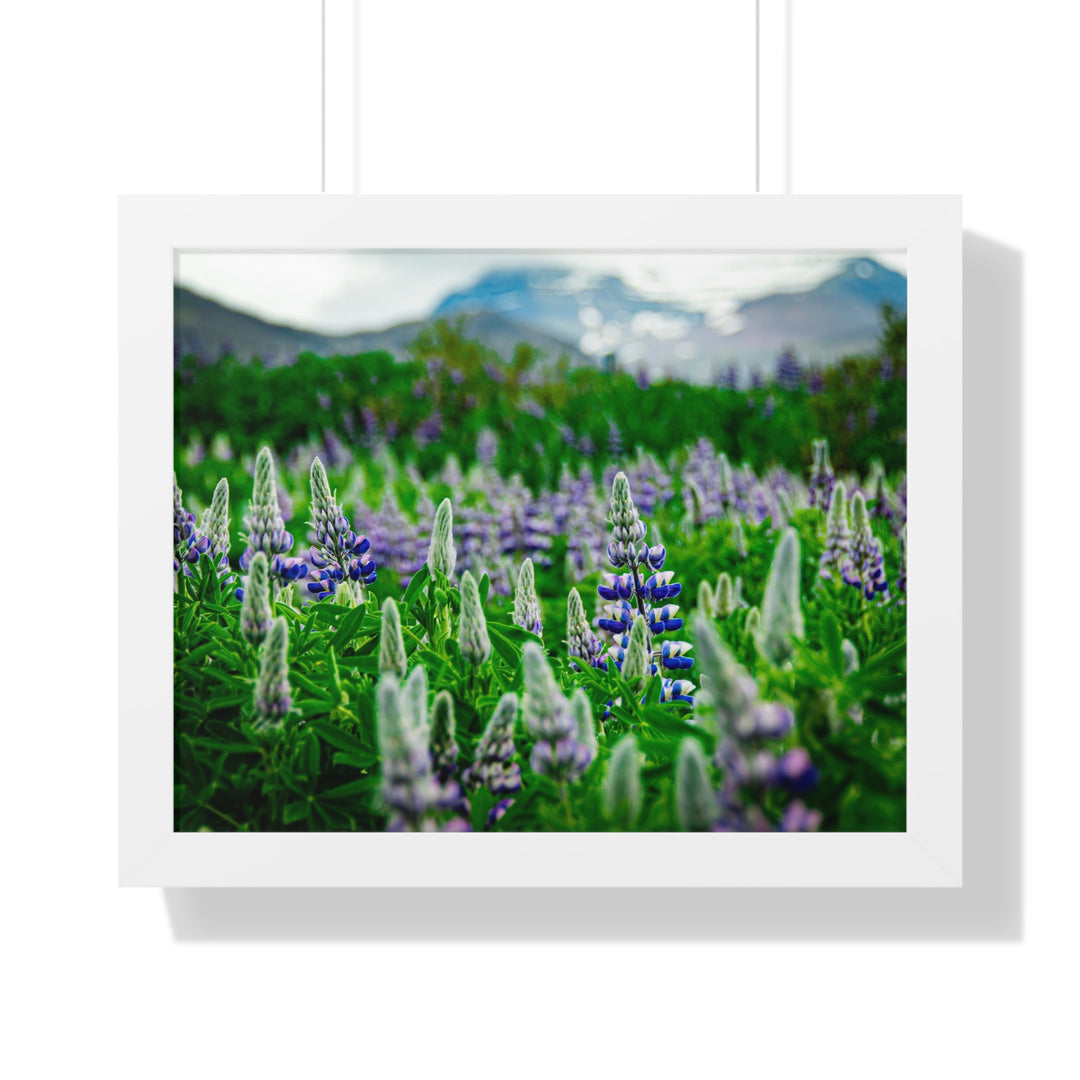 Glowing Lupin with Mountains - Framed Print