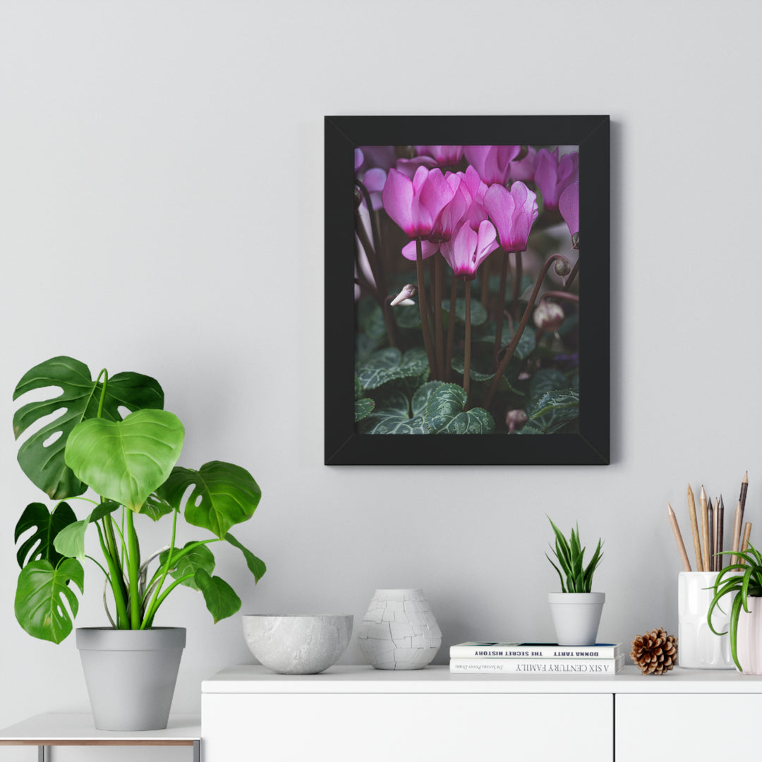 Cyclamen Reach - Framed Print