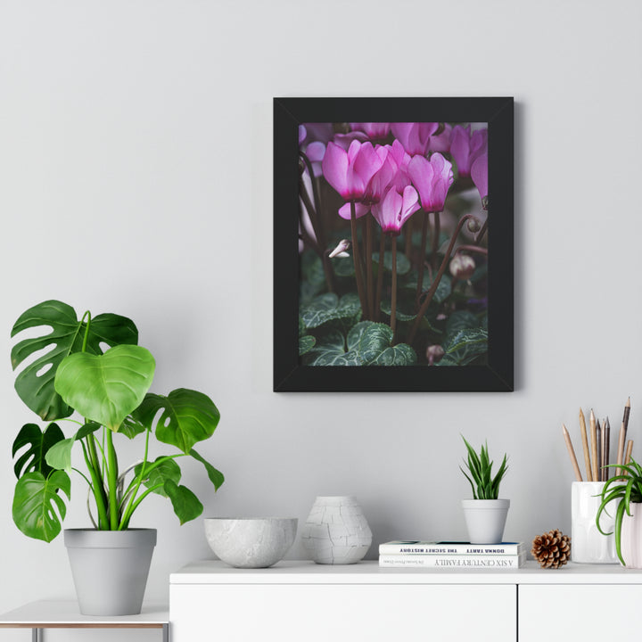 Cyclamen Reach - Framed Print