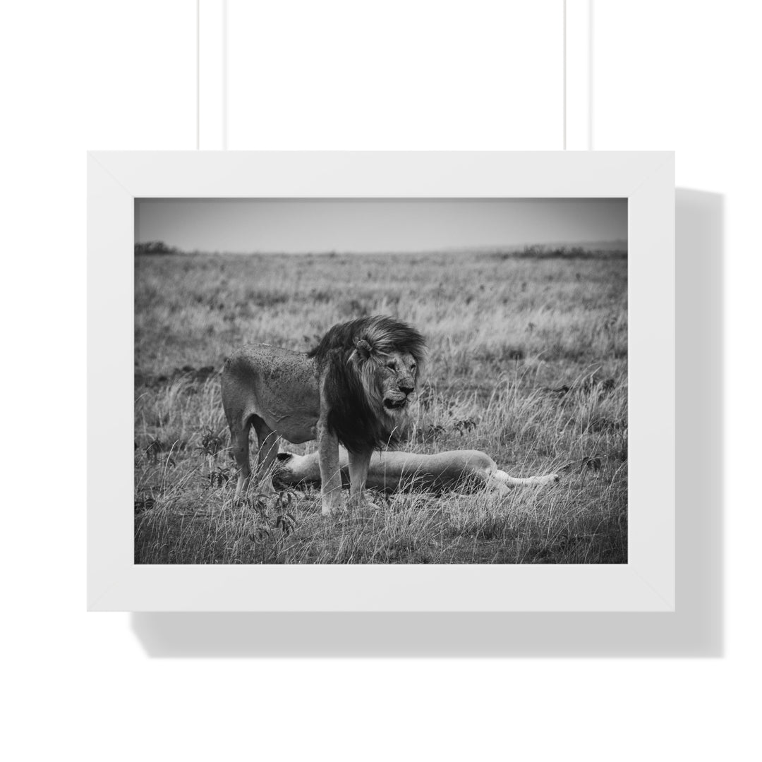 Mating Lions in Black and White - Framed Print