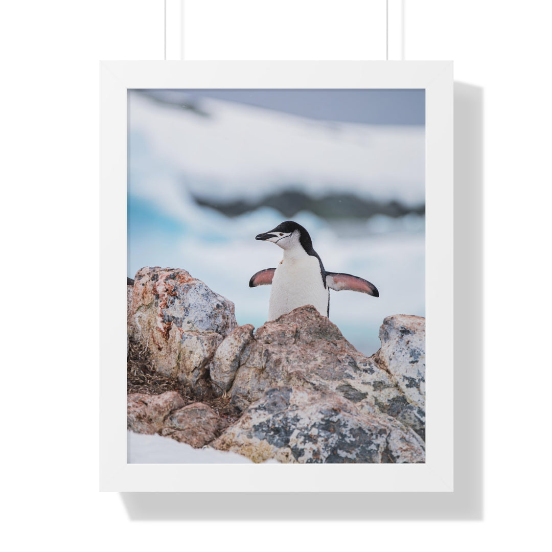 Stretched Penguin - Framed Print