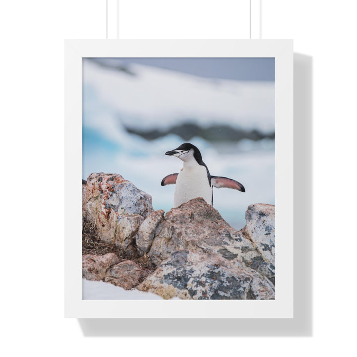 Stretched Penguin - Framed Print