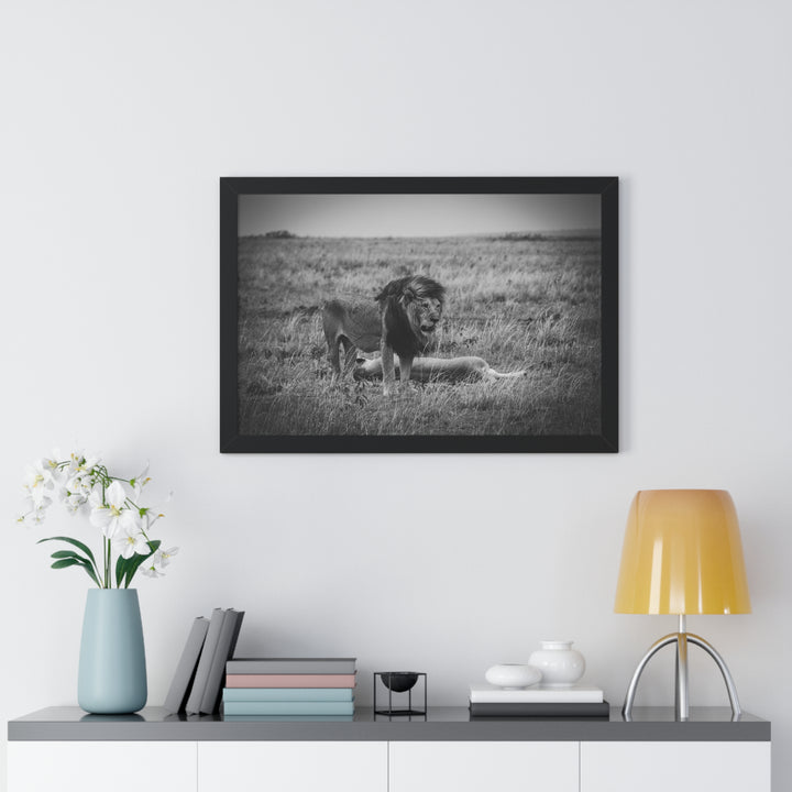 Mating Lions in Black and White - Framed Print