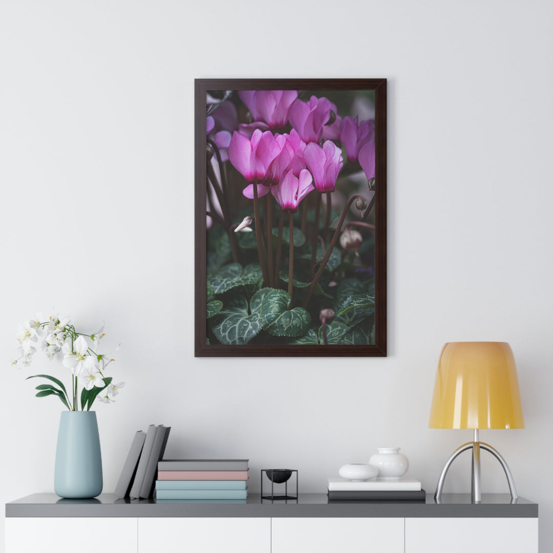 Cyclamen Reach - Framed Print