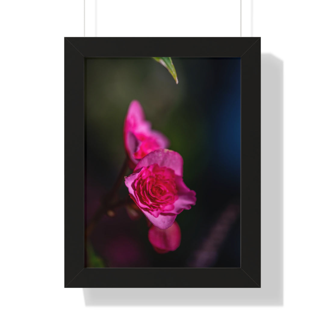 Hybrid Tea Rose - Framed Print