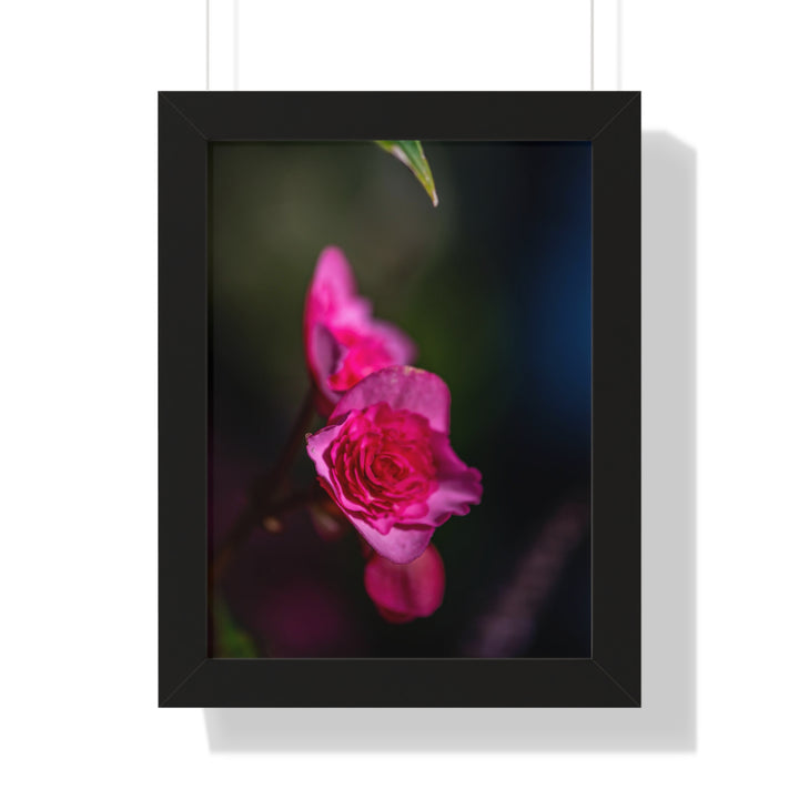 Hybrid Tea Rose - Framed Print