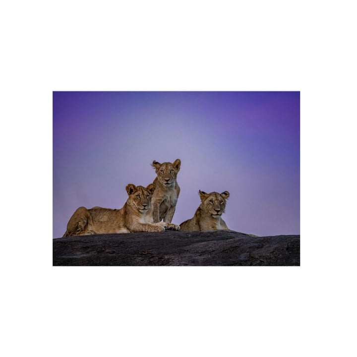 When the Light Fades Purple | Aluminum Wall Art | Elemental Escape Collection