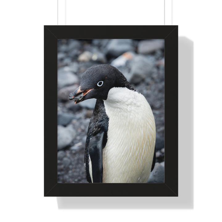 A Penguin's Pebble - Framed Print
