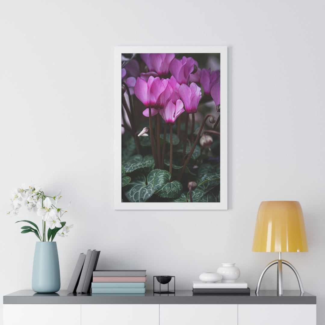Cyclamen Reach - Framed Print