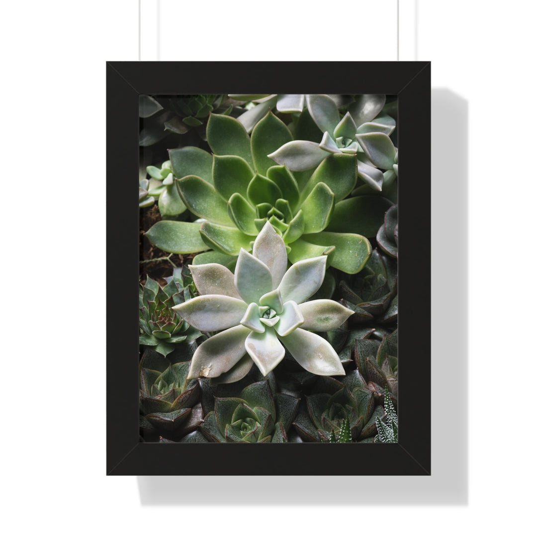 Succulent Array - Framed Print