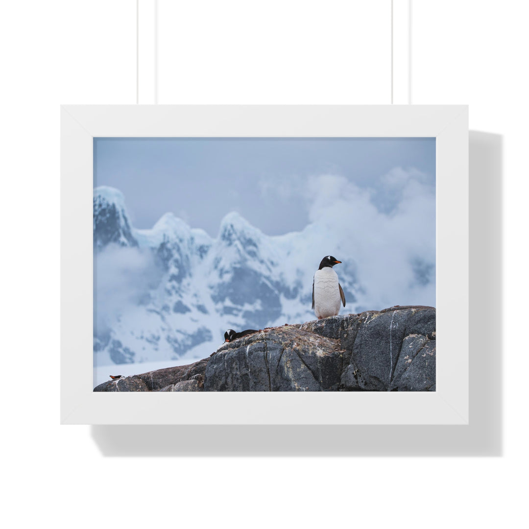 Poised Penguin - Framed Print