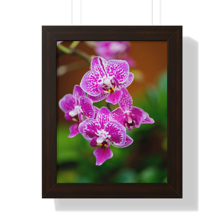Spotted Orchid - Framed Print