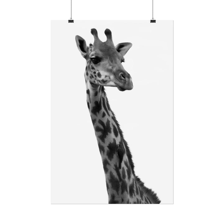Giraffe Portrait in Black and White | Rolled Unframed Print | Elemental Escape Collection