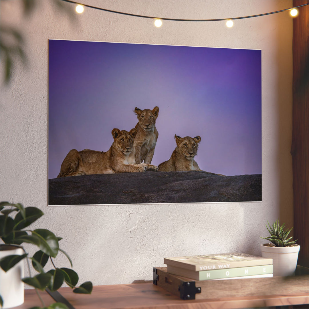 When the Light Fades Purple | Aluminum Wall Art | Elemental Escape Collection