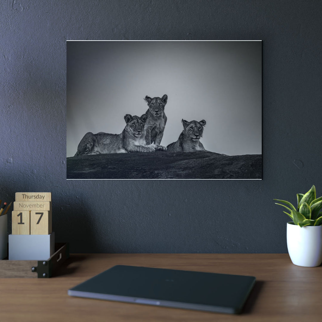 When the Light Fades Black and White | Aluminum Wall Art | Elemental Escape Collection