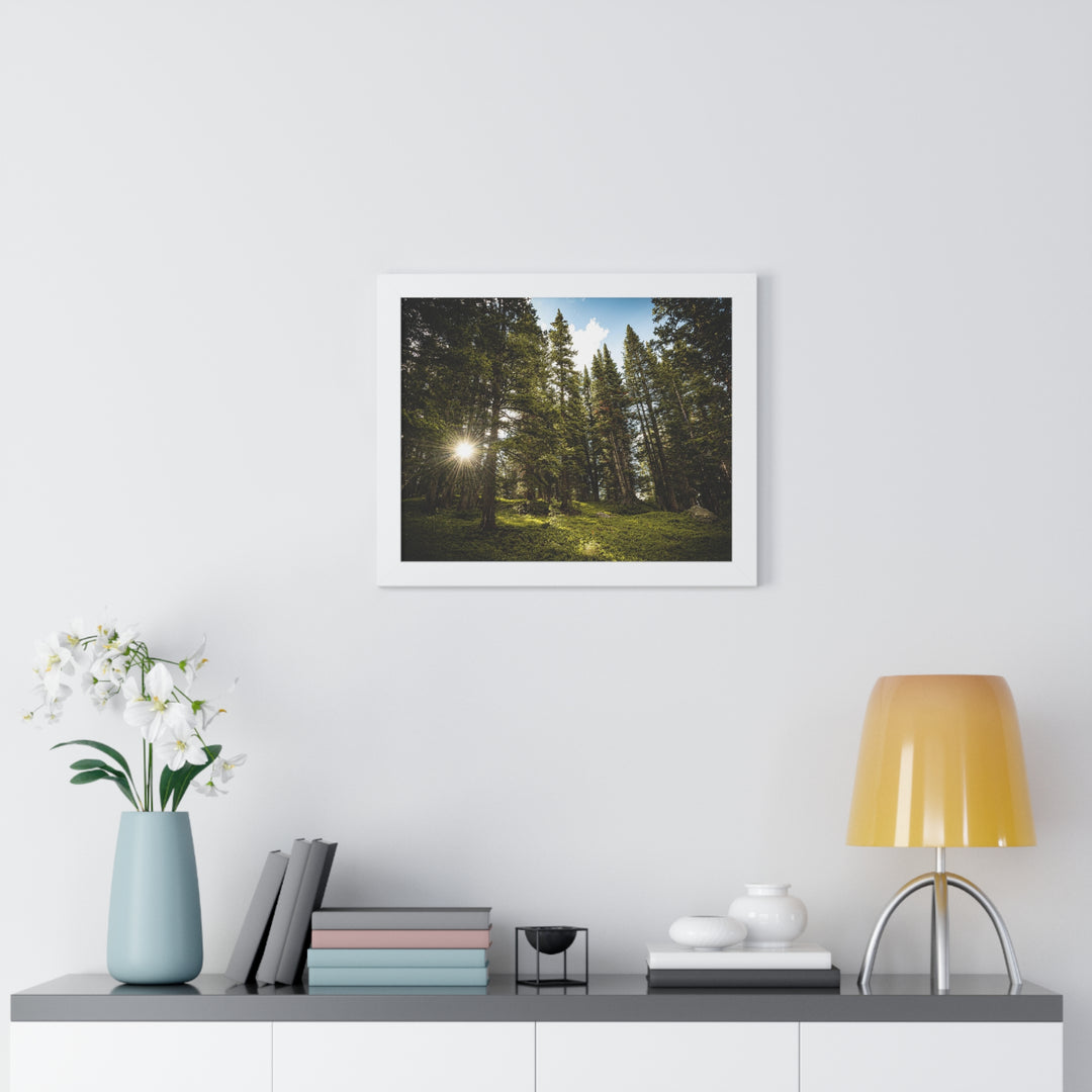 Forest Light - Framed Print