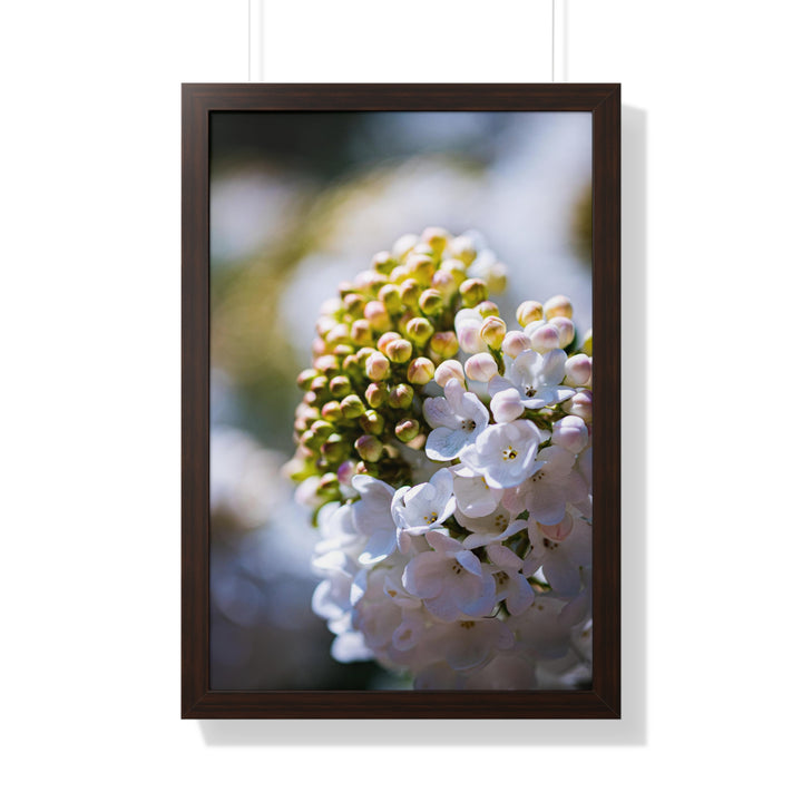 Mid-Bloom - Framed Print