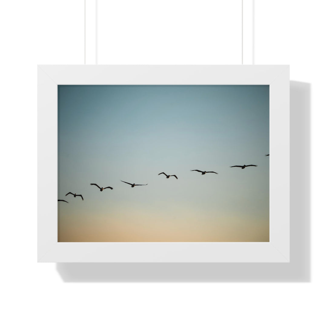 Brown Pelicans in Flight - Framed Print