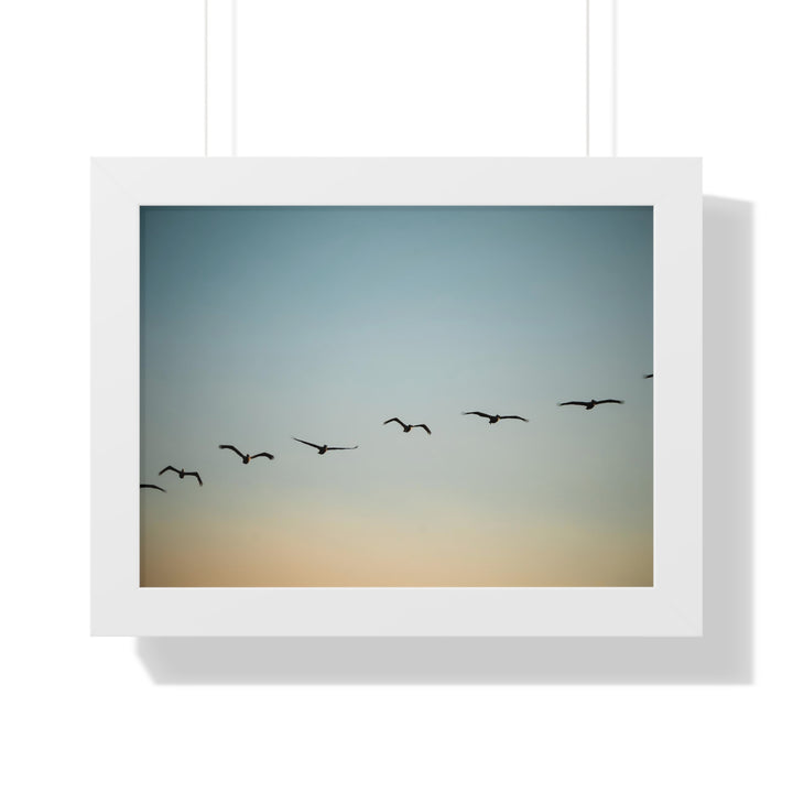 Brown Pelicans in Flight - Framed Print