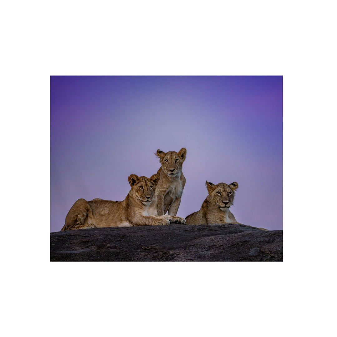 When the Light Fades Purple | Aluminum Wall Art | Elemental Escape Collection