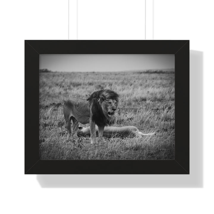Mating Lions in Black and White - Framed Print