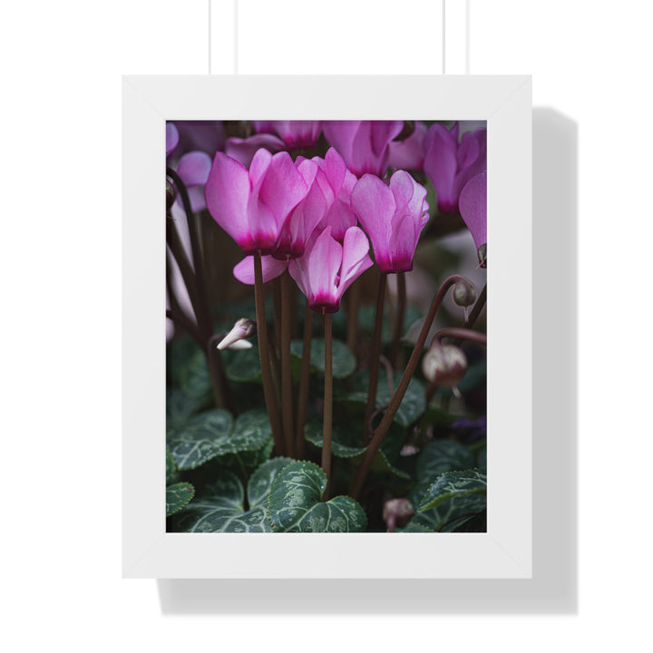 Cyclamen Reach - Framed Print