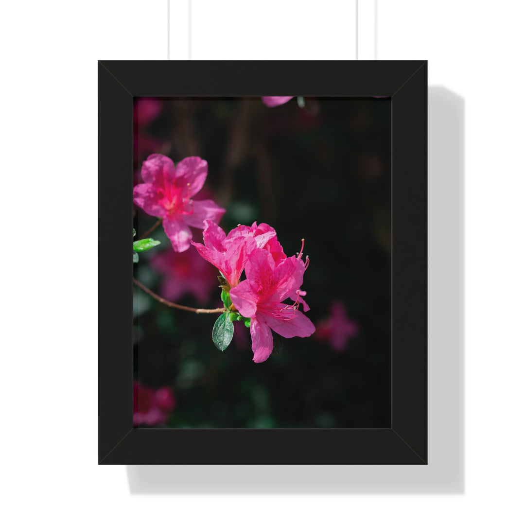 Standout Azalea - Framed Print